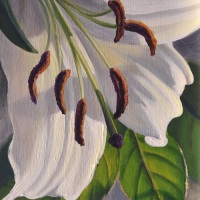 JudyLeilaSchafers-white-lil