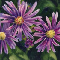 Wild Asters