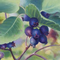 web-JudyLeilaSchafersNothin