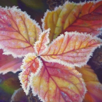 frosted-spirea-leaves