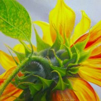 sun-come-shining-through-web