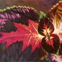 thumbs_elemental-voices-2web