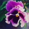 thumbs_magenta-pansy-single-wp-web