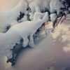 thumbs_morning-snow-boughs