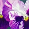 thumbs_purple-pansies-spring