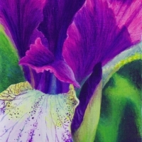 thumbs_siberian-iris-close-up