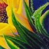 thumbs_sunflower-cropped-web