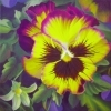 thumbs_vivacious-pansy-web