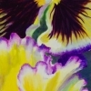 thumbs_yello-pansy-double-wp-web
