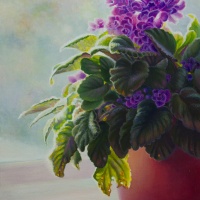 violets-in-window-websize