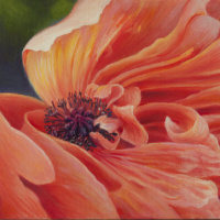 website-sz-Peachy-Keen