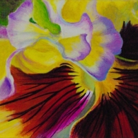 frilly-pansy-cropped