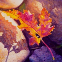 orange-autumn-leaf