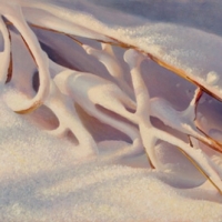 snow-grass