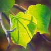 summer-aspen-leaves