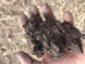 Make Room For Dirt