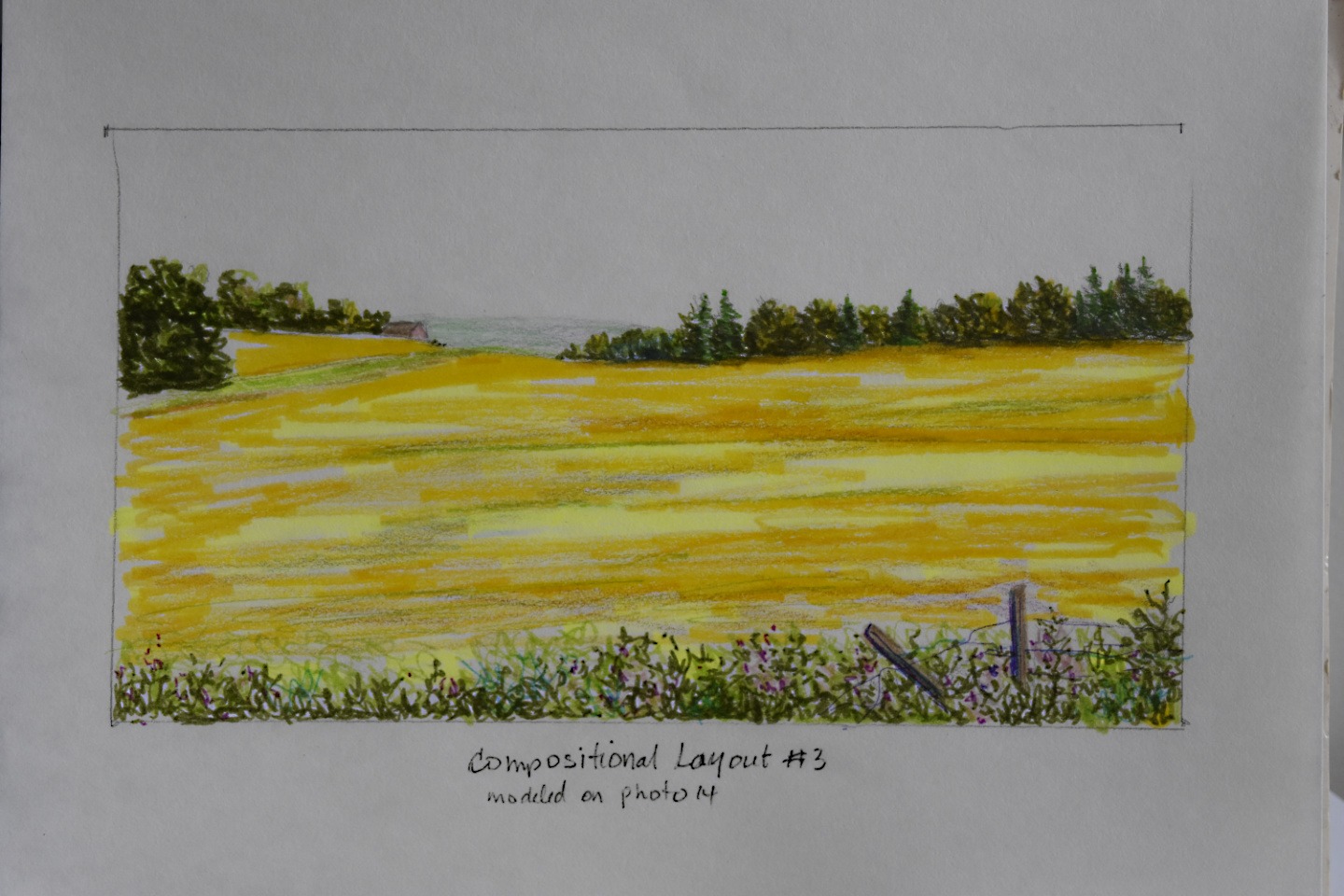 rough sketch of an expansive canola field