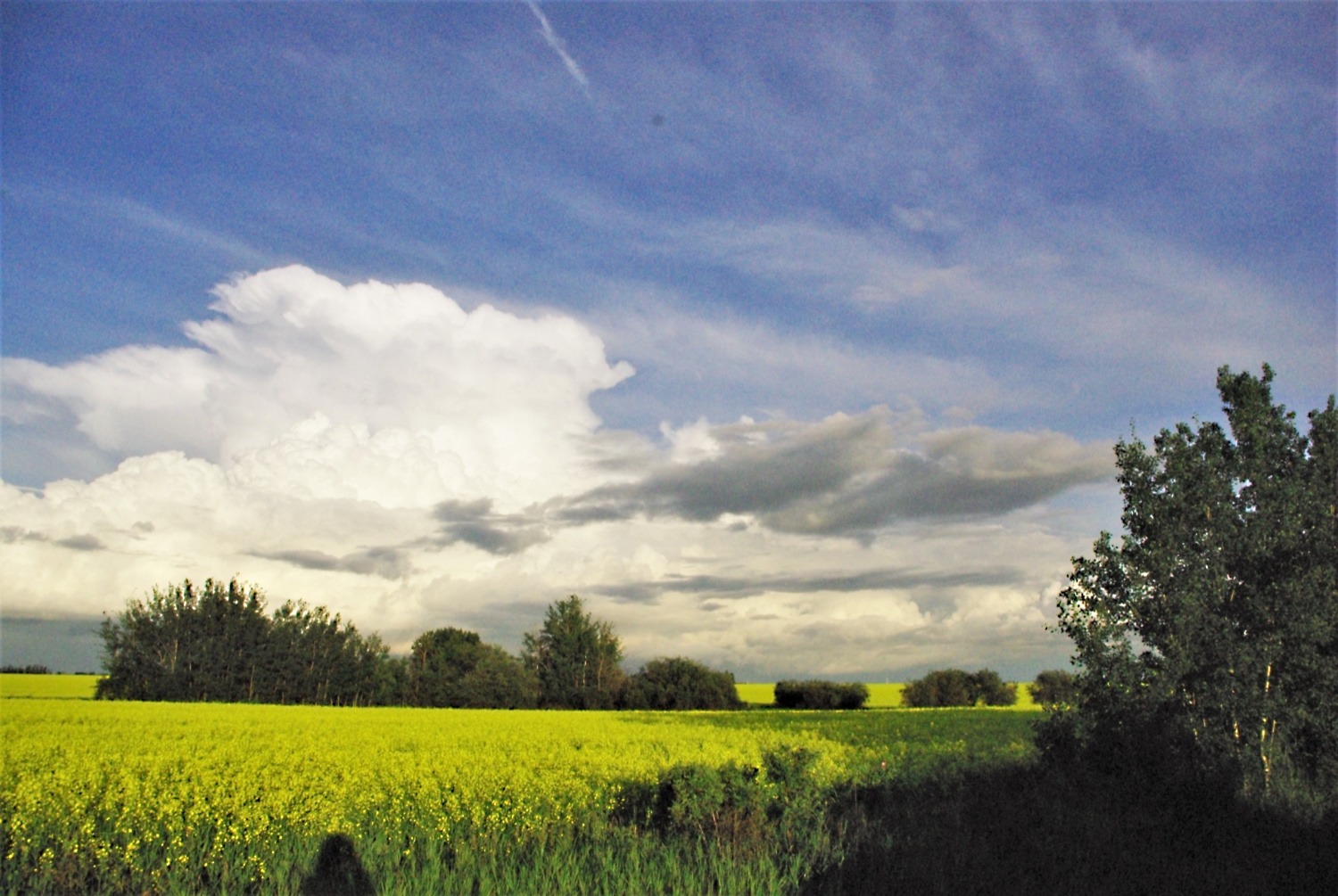 canola and trees with a stormy sky